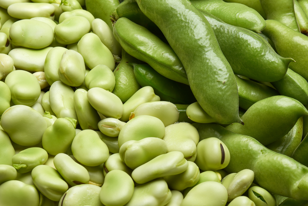 faba bean, field bean